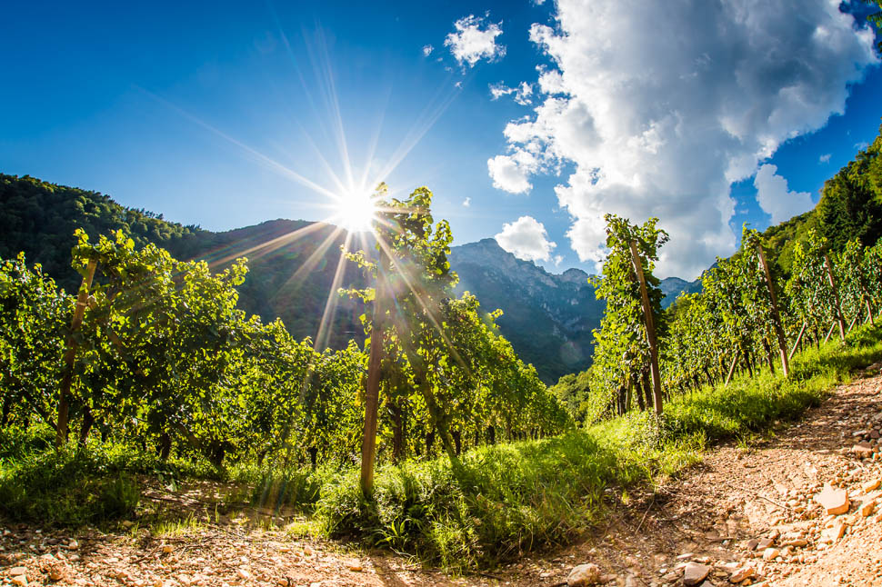 Tramin vineyards18 AntieBraitoHQ