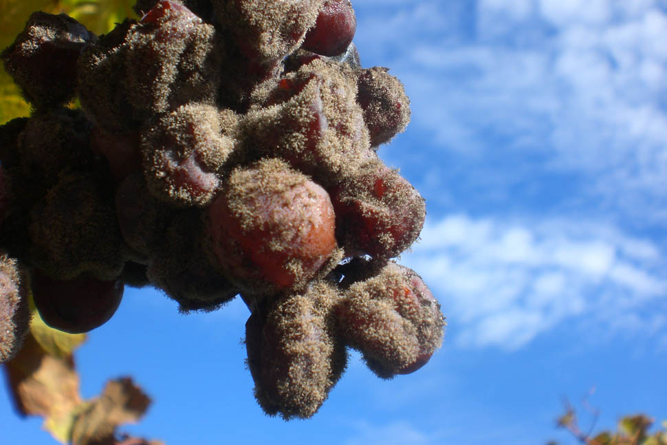 Tramin vineyards27 GuntherFacchinelliHQ