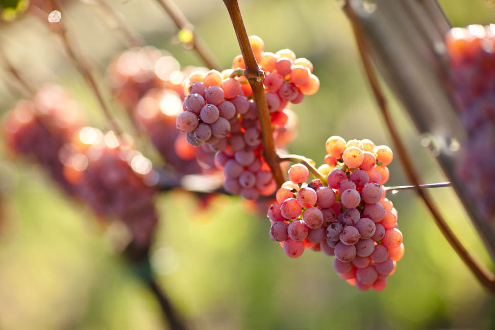 Tramin vineyards28 FlorianAndergassenHQ