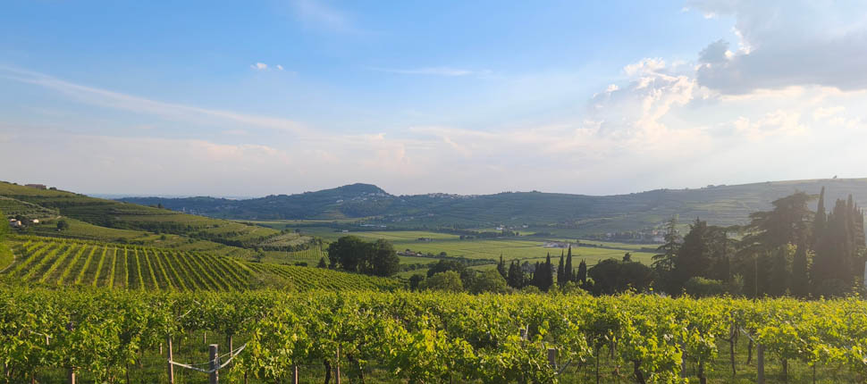 VIGNAIOLI DI MEZZANE 15