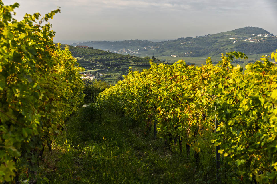 VIGNAIOLI DI MEZZANE 17