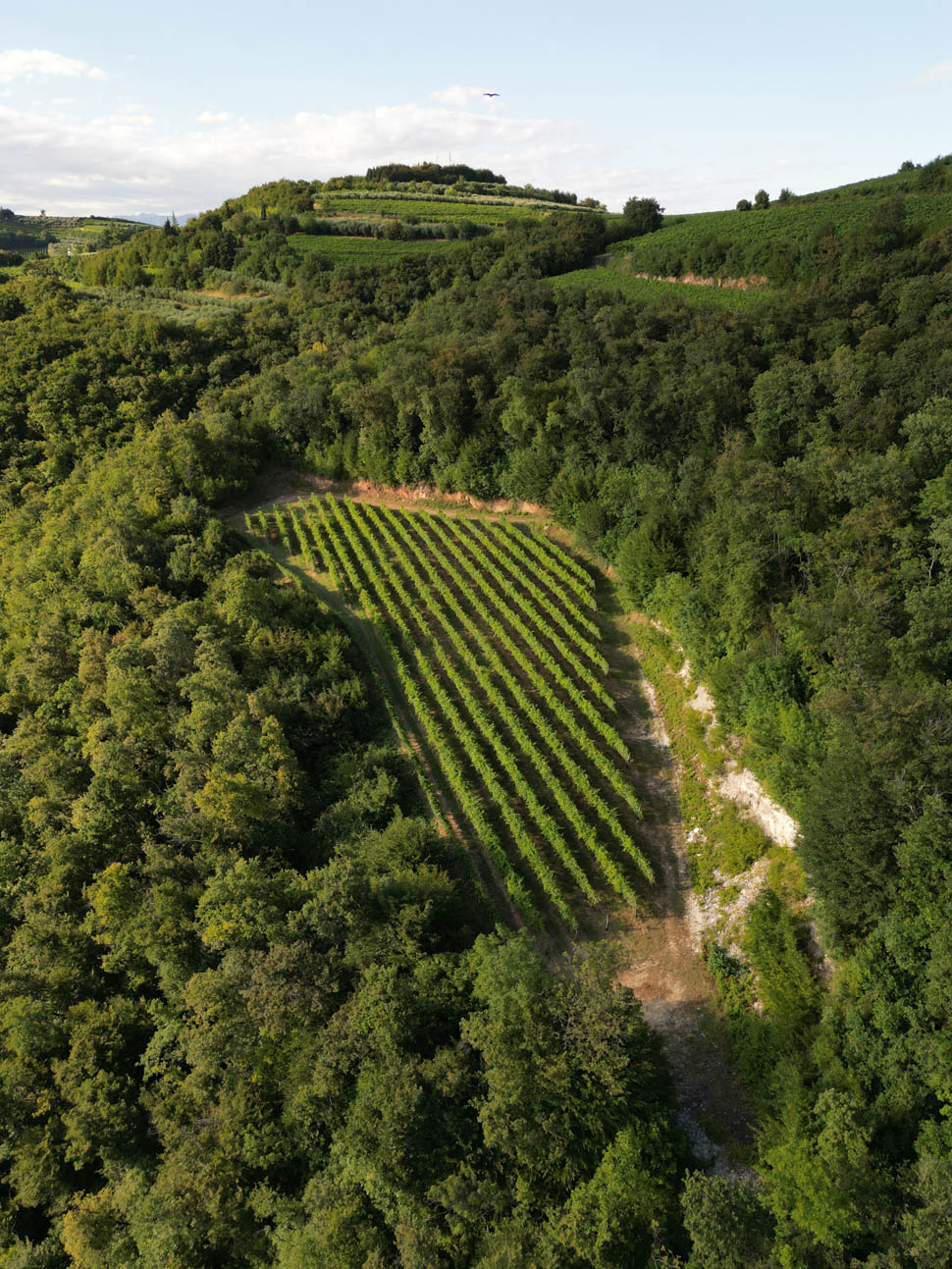 VIGNAIOLI DI MEZZANE 5