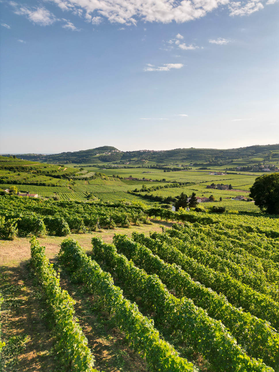VIGNAIOLI DI MEZZANE 7