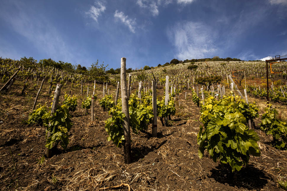 VIGNETO ETNA EROICA
