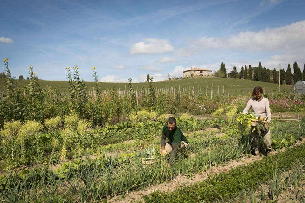 Vegetable Garden 18