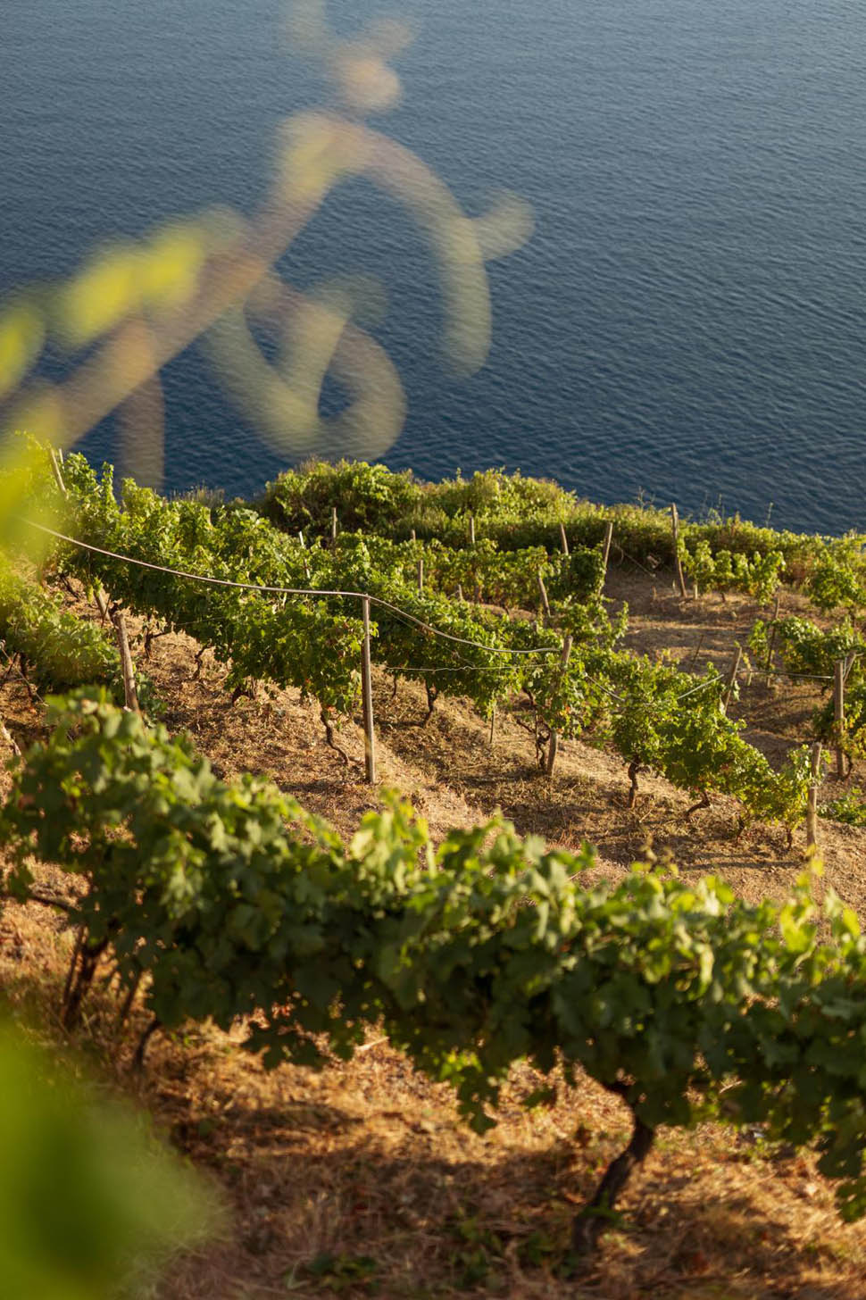 Vigna Corniolo2