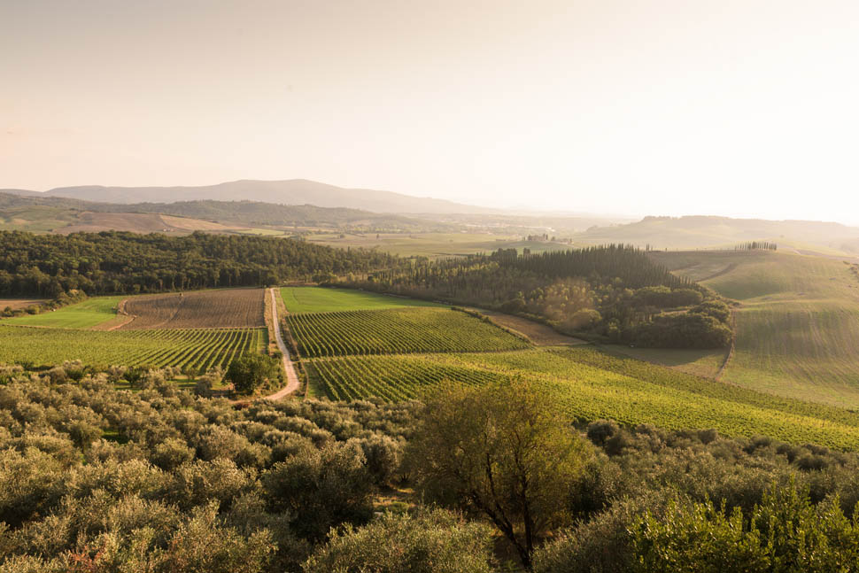 Vigna del Capannino 2