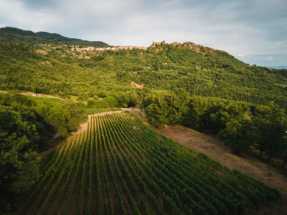 Vigna dell Asina