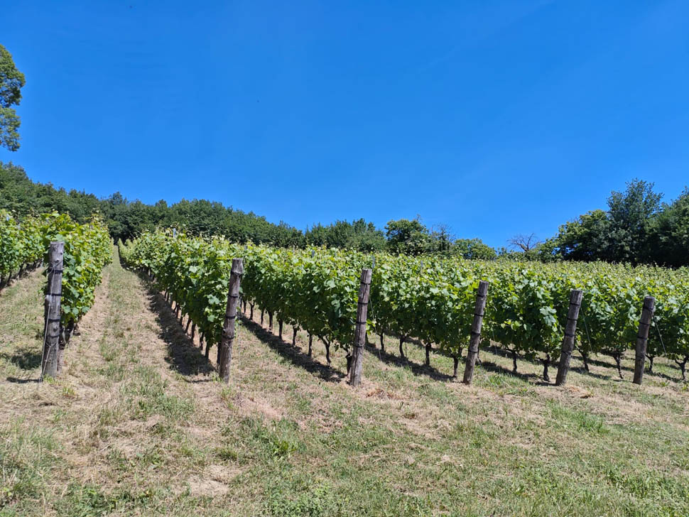 Vigna di Gattaia