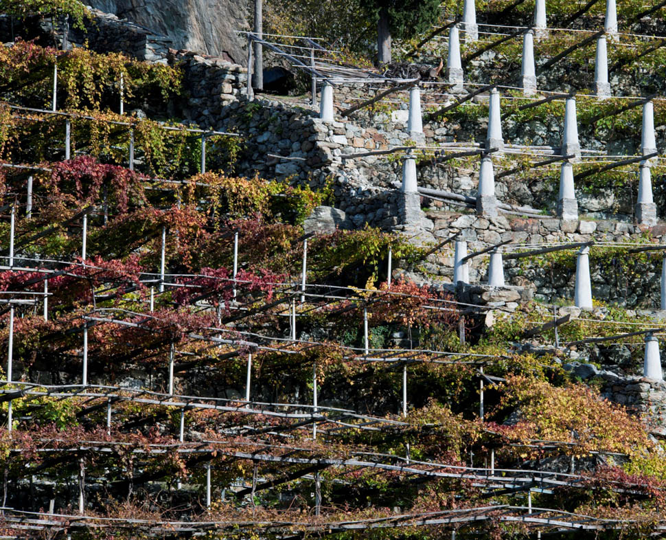 Vigneti a Donnas