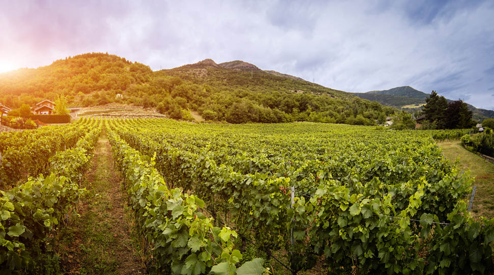 Vigneti in localita Senin di Saint Christophe3
