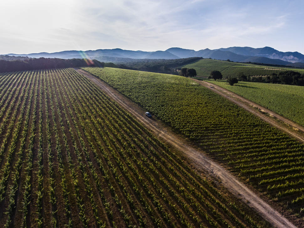 Vigneto Argentiera 7