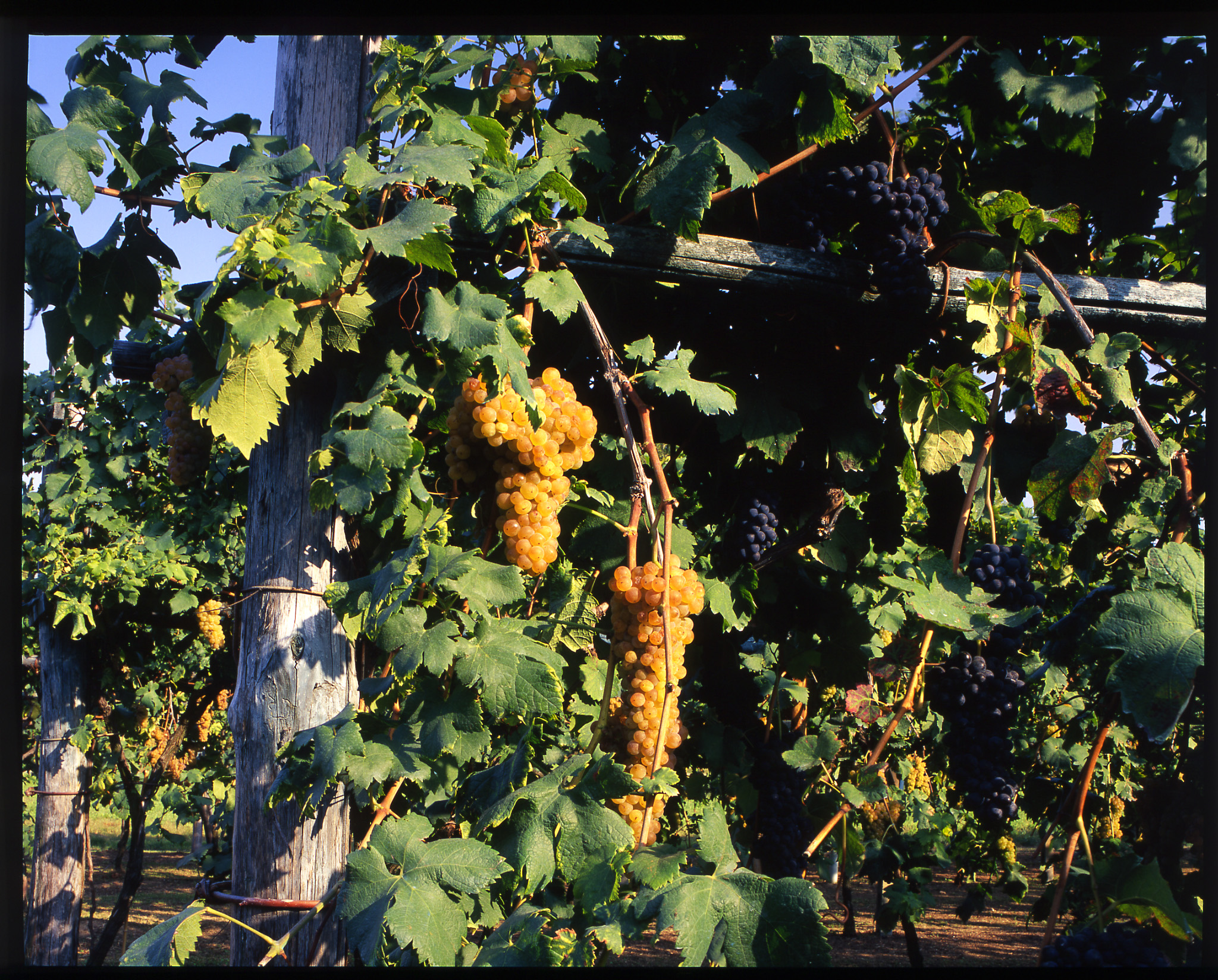 Vigneto Erbaluce DOCG