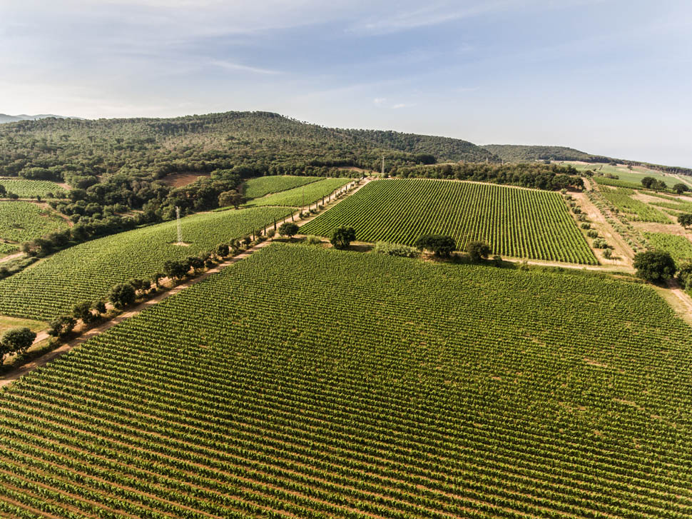 Vigneto Villa Donoratico 4