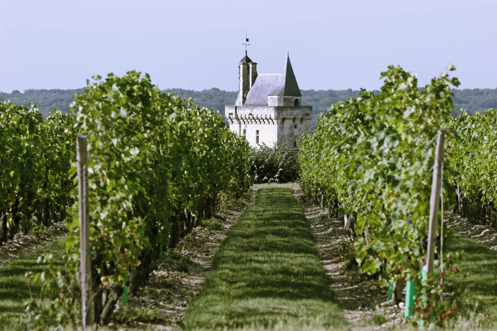 Vignoble de Chinon et chateau E Mangeat