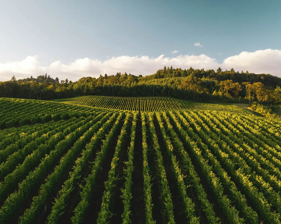 a vineyard in oregon USA photo by dan meyers