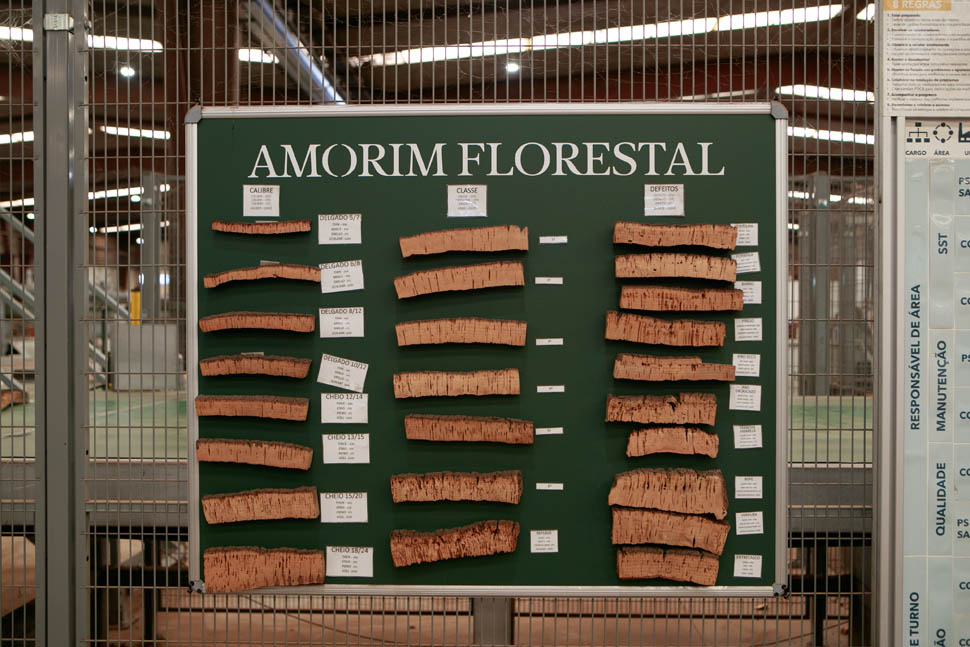 amorim 7