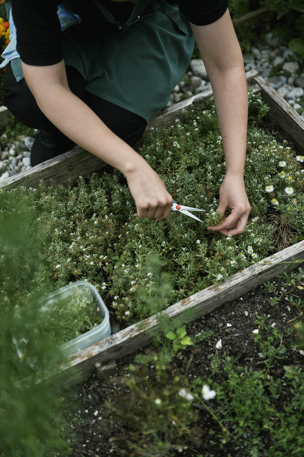 ana ros hisa franko 19