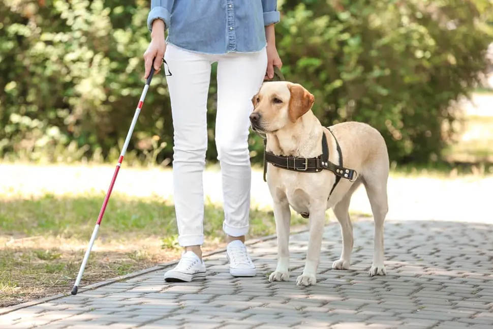 cane guida per non vedenti