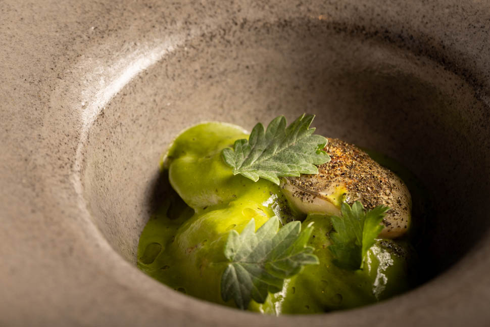 cicoria cicoria 2 ph dario borruto 18