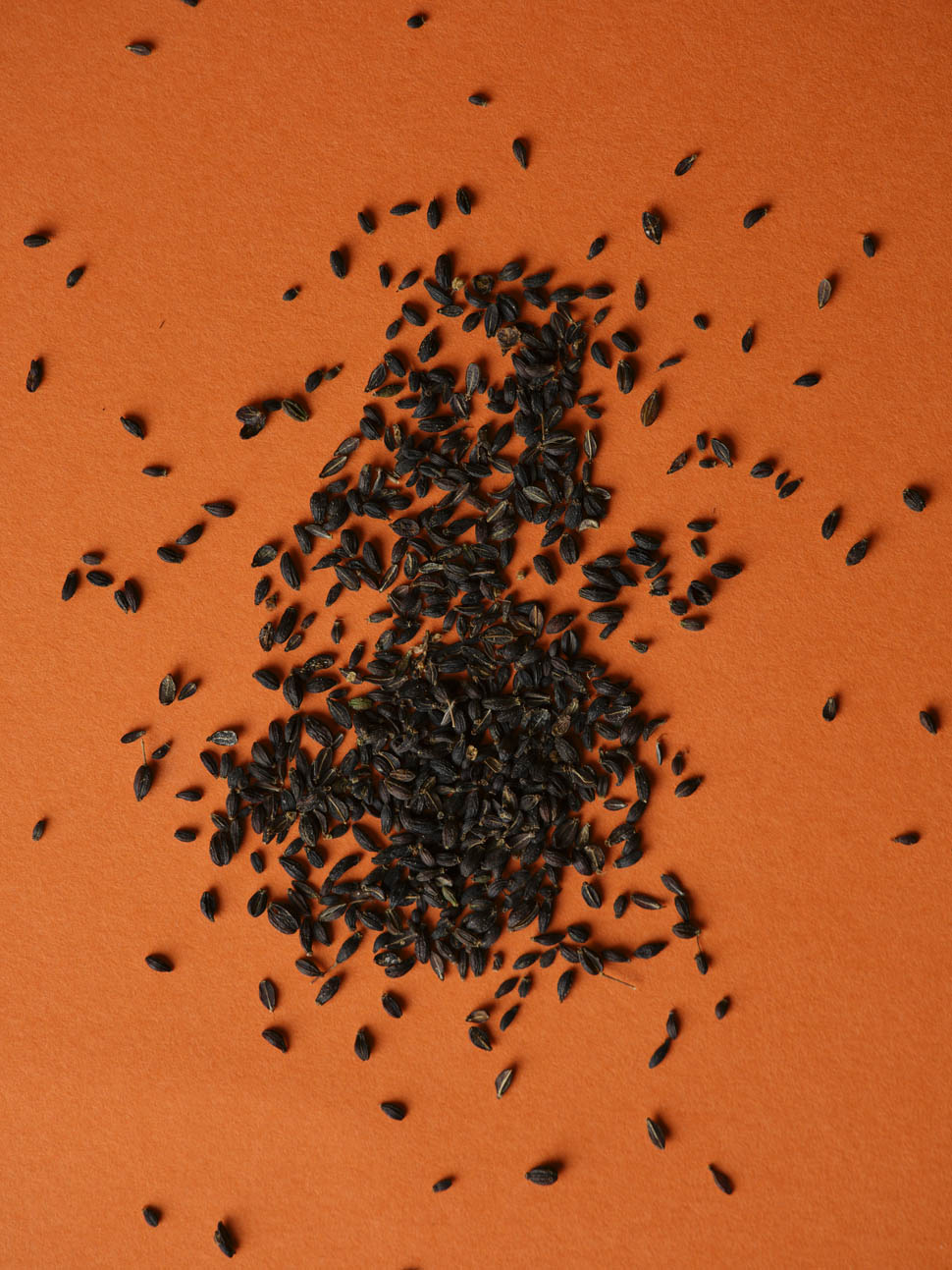 idylio by apreda AlbertoBlasetti 6