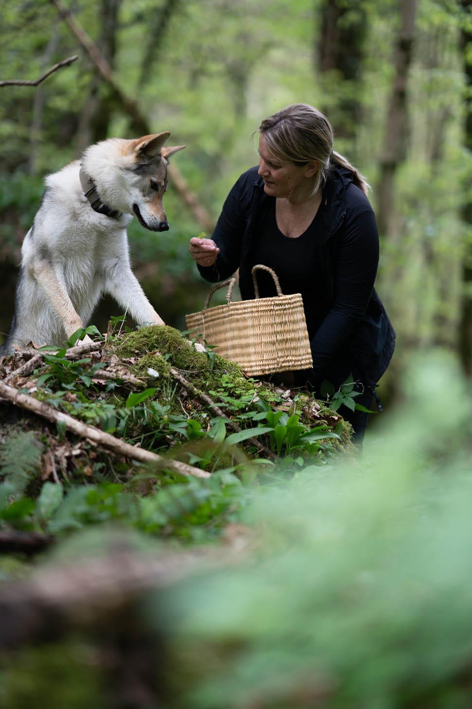 indinio foraging 2