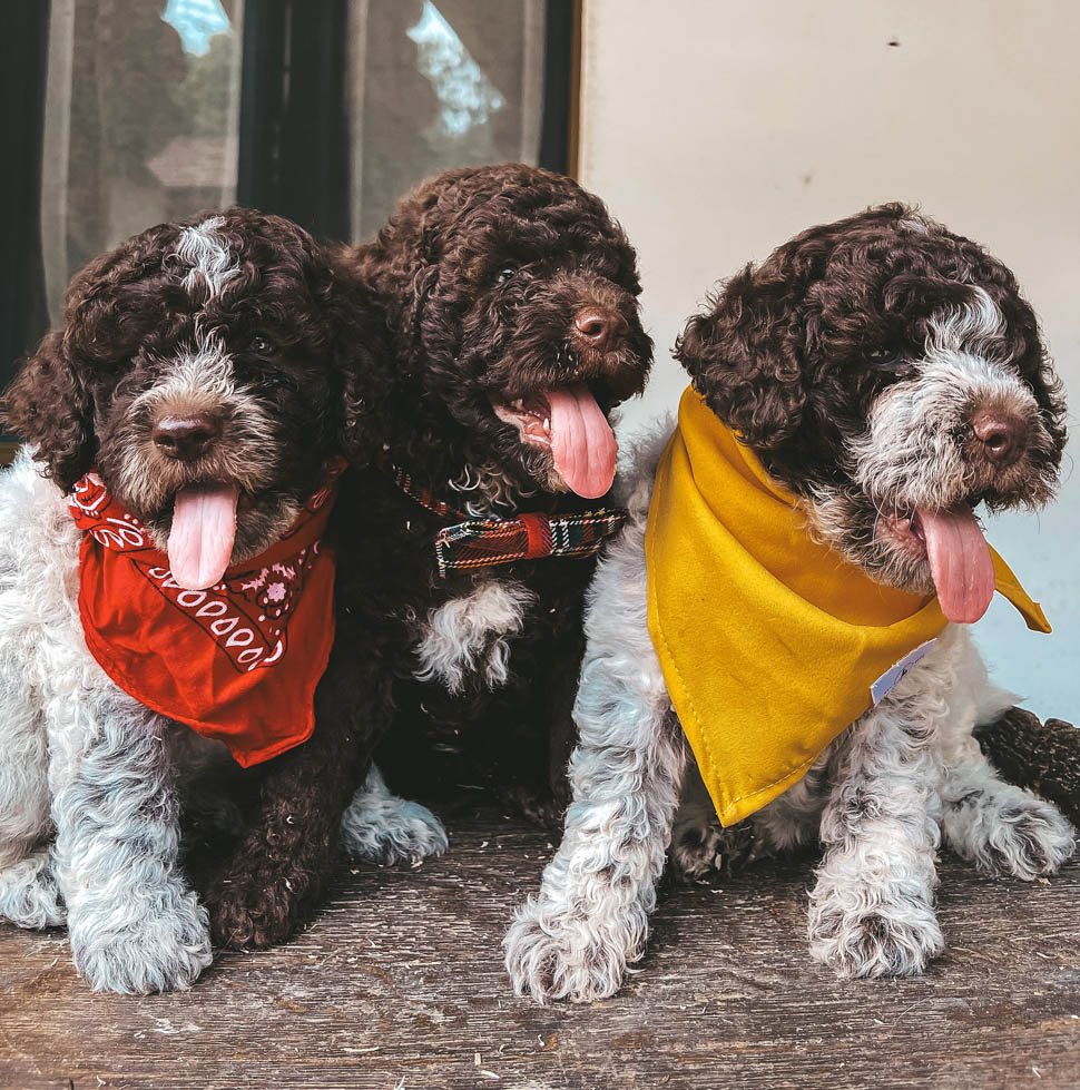 lagotto romagnolo cacao meravigliao allevamento in piemonte