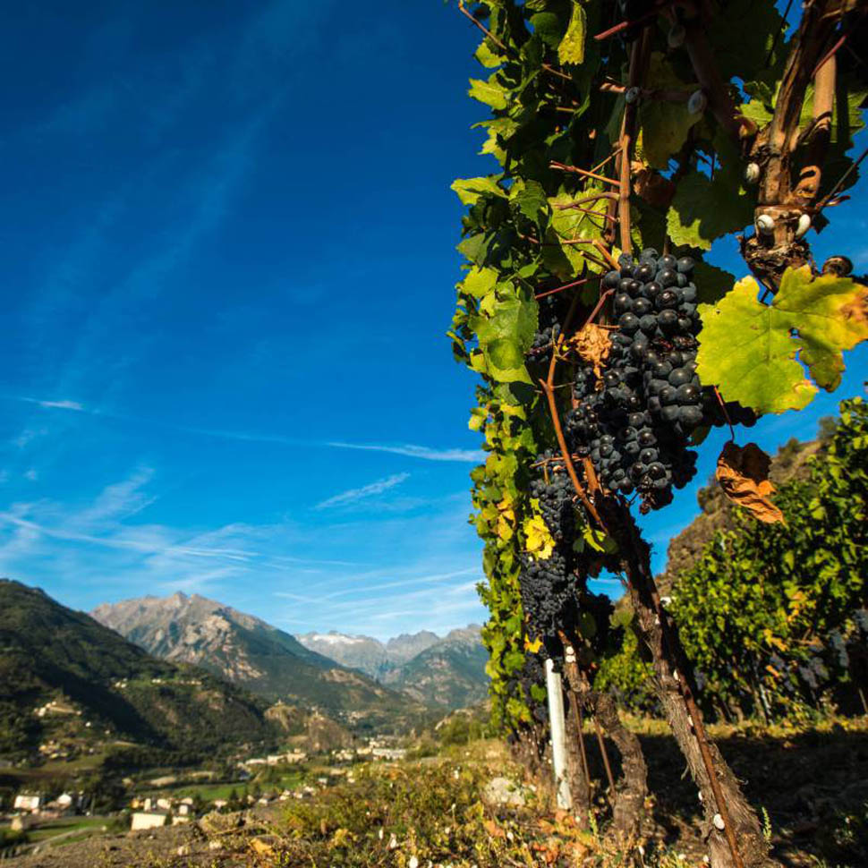 le vigne della valle d aosta itq