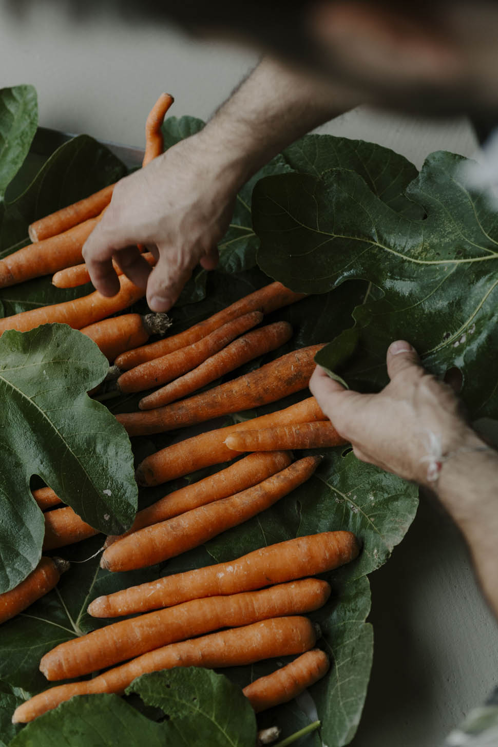 luca zecchini ricetta carota coltivare 4