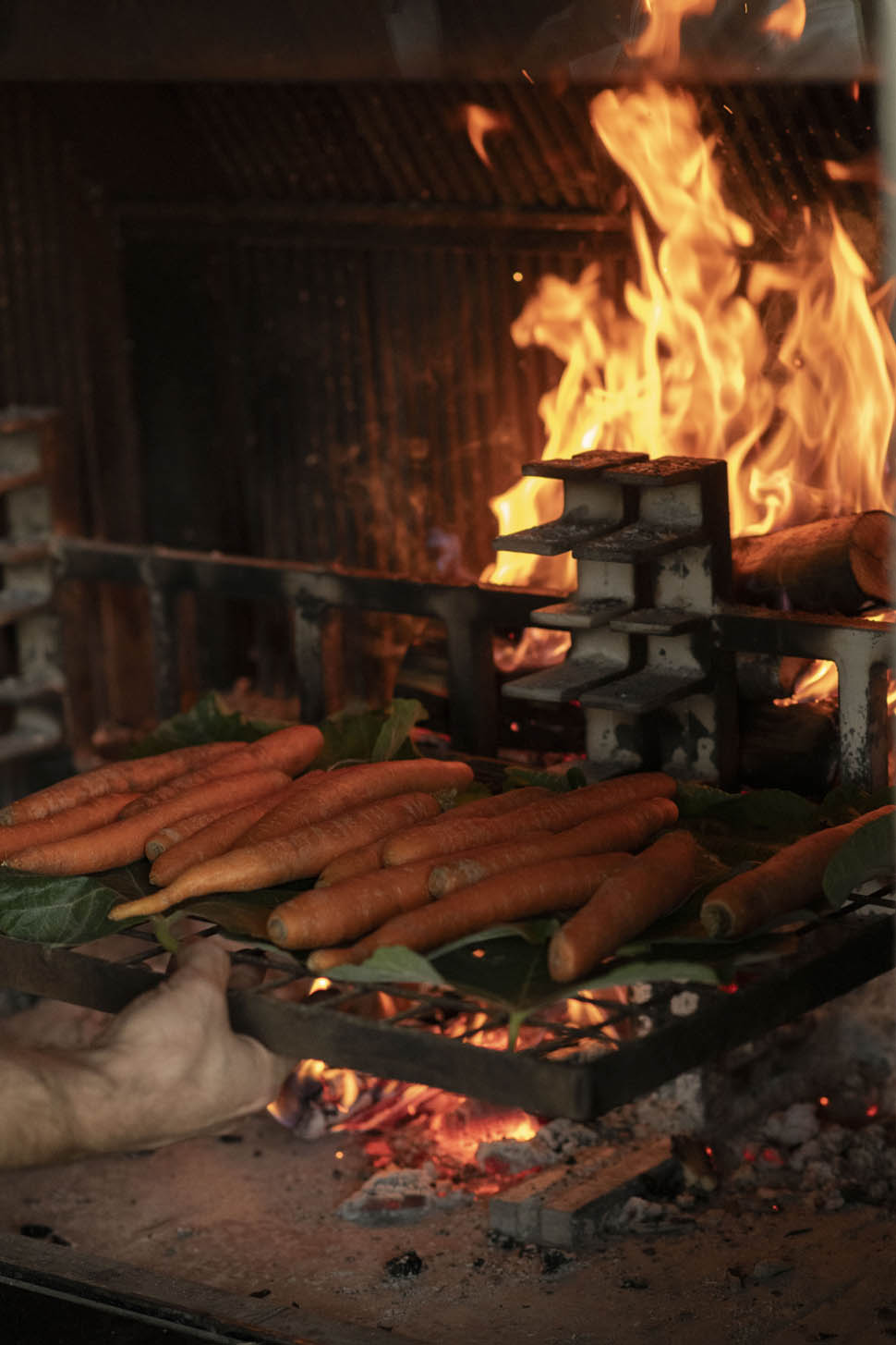 luca zecchini ricetta carota coltivare 5
