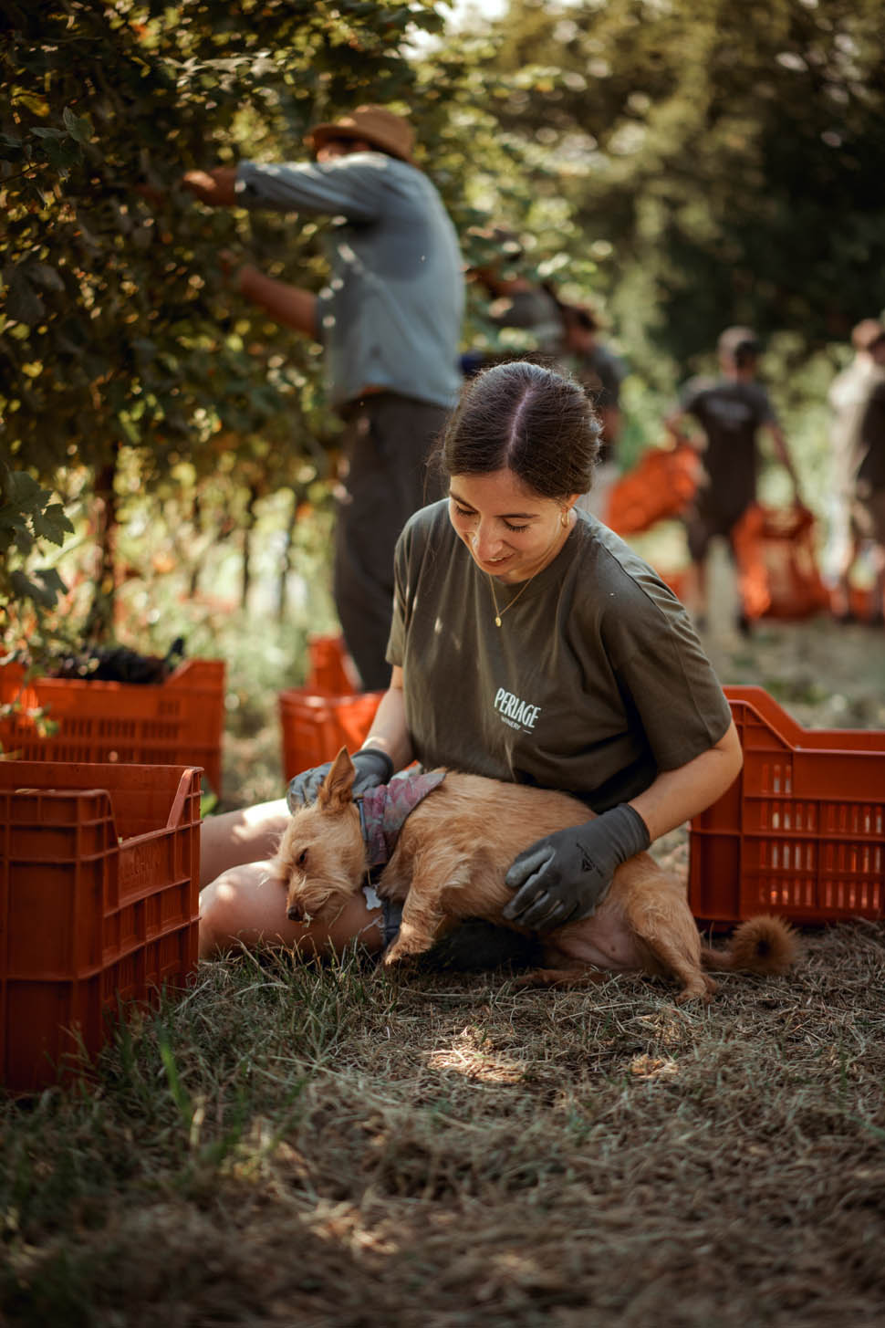 perlage organic wines 15