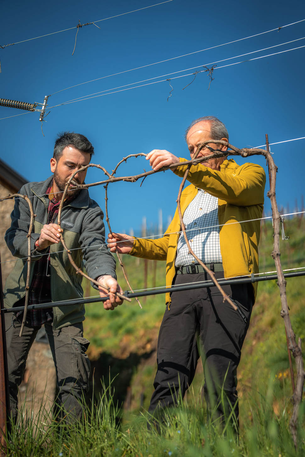 perlage organic wines 2