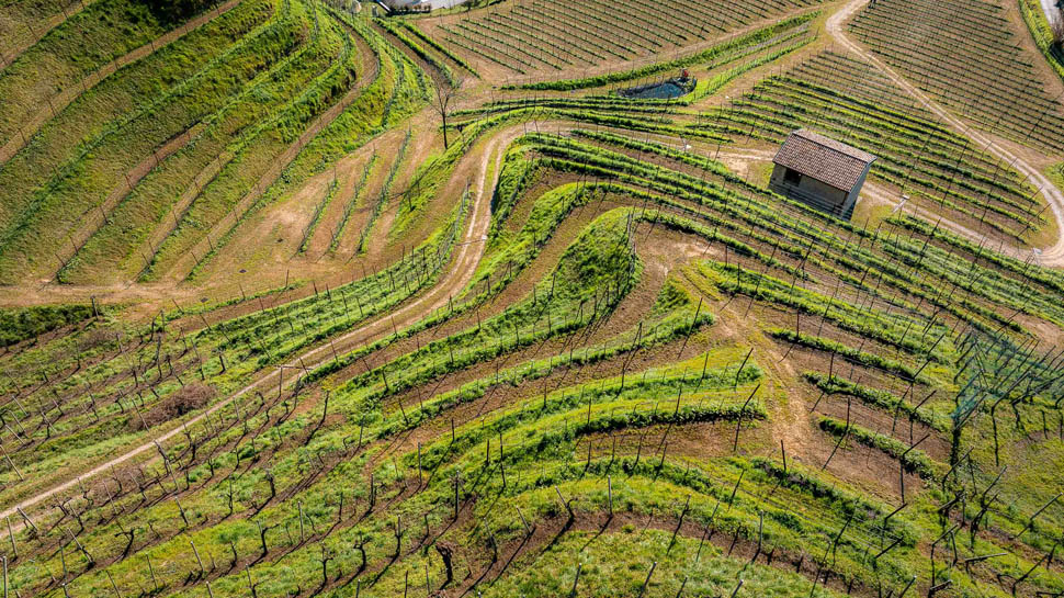 perlage organic wines 6