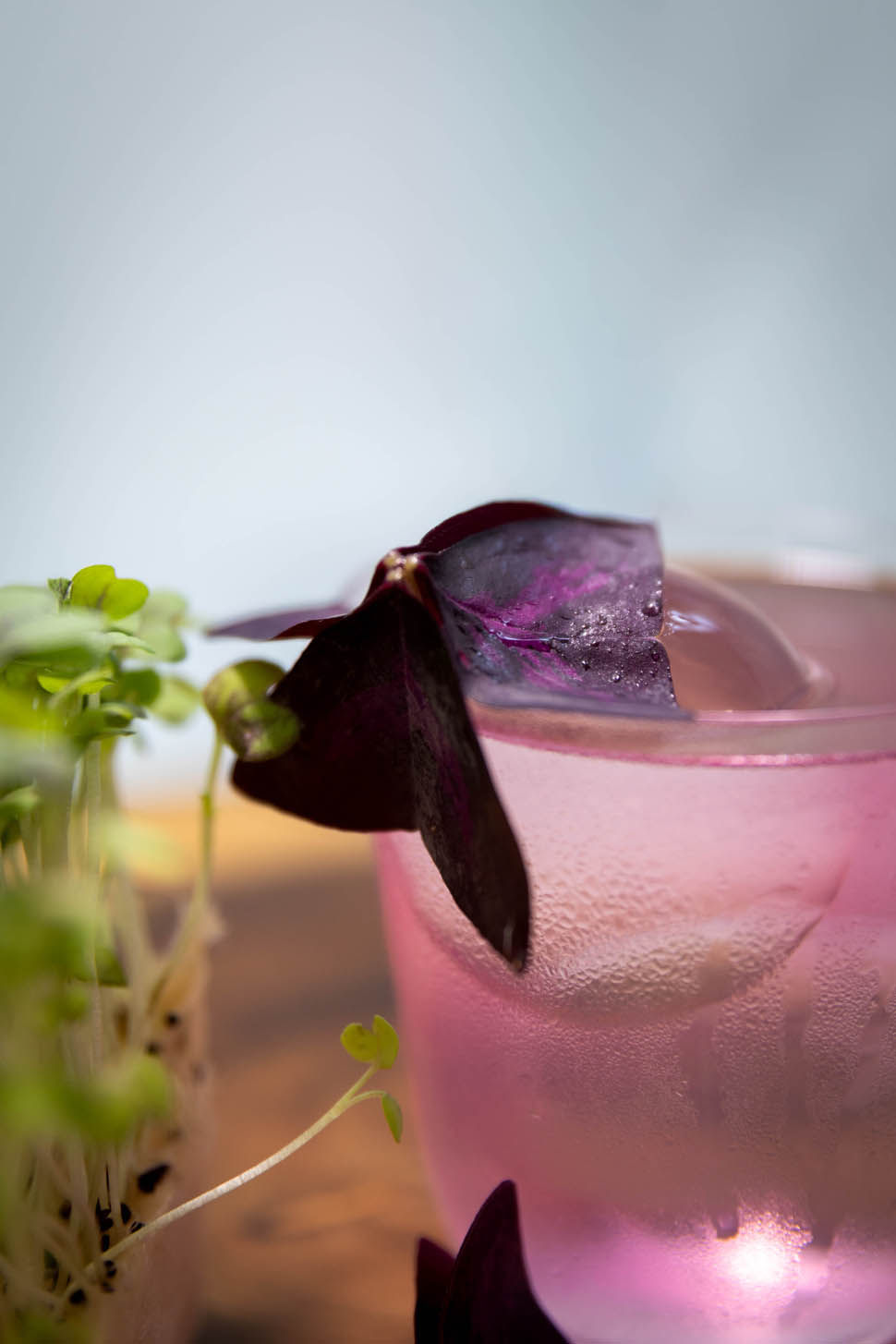 preparazione drink pink spice koppert cress 2