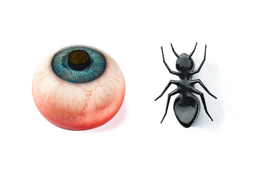 rasmus munk ant