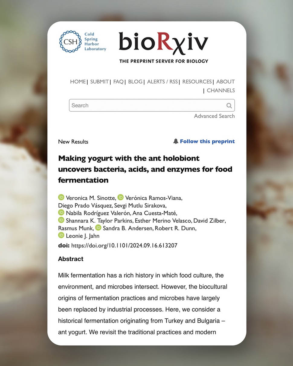 rasmus munk yogurt di formiche 1