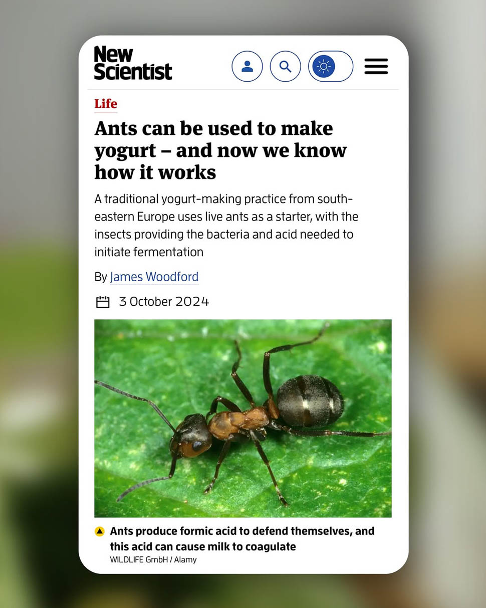 rasmus munk yogurt di formiche 2