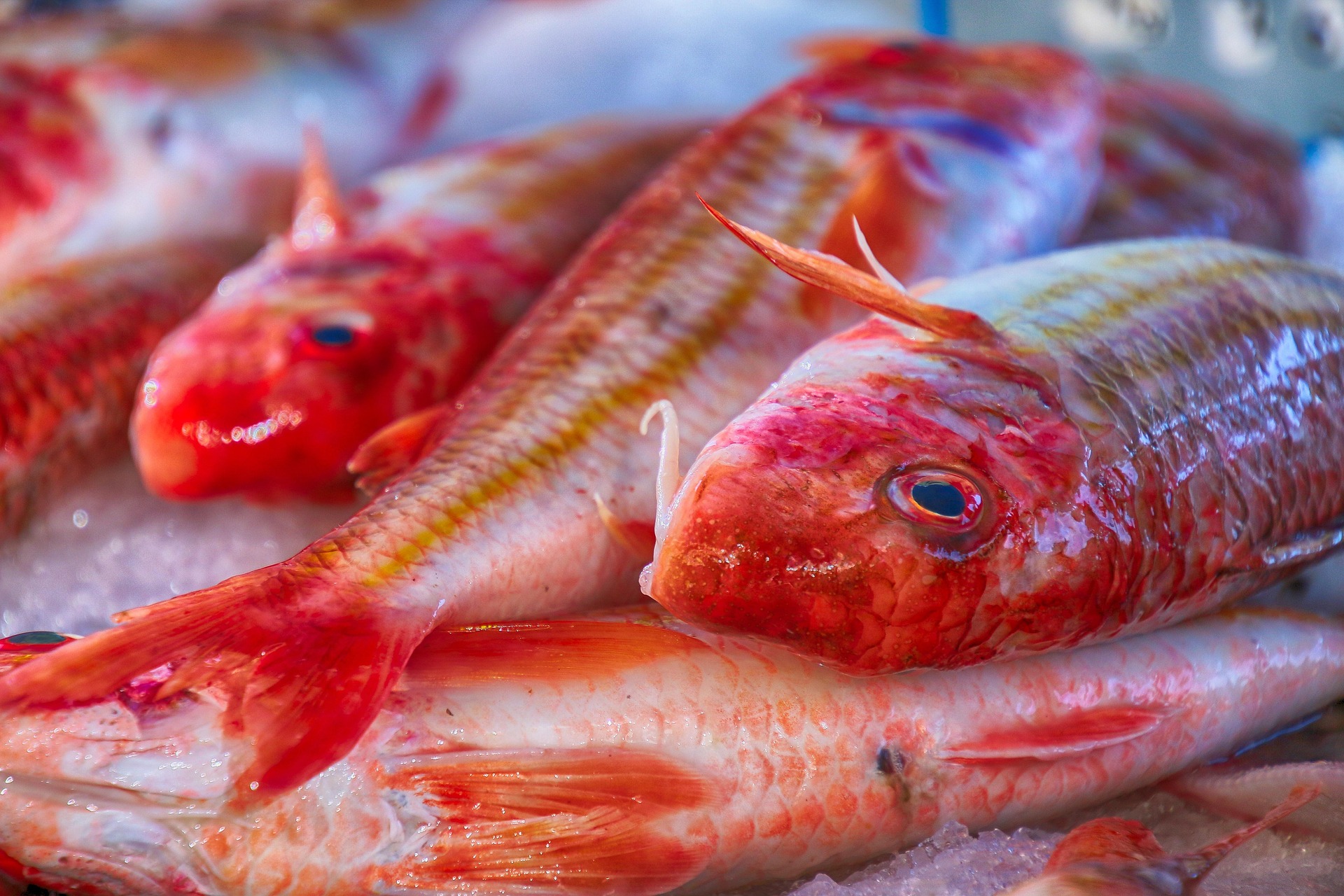 selenee51 fish 4582658 1920