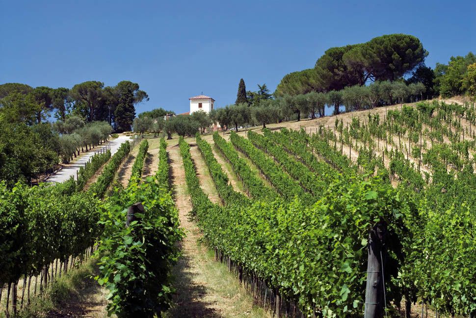 tenuta cavalier pepe vigneti