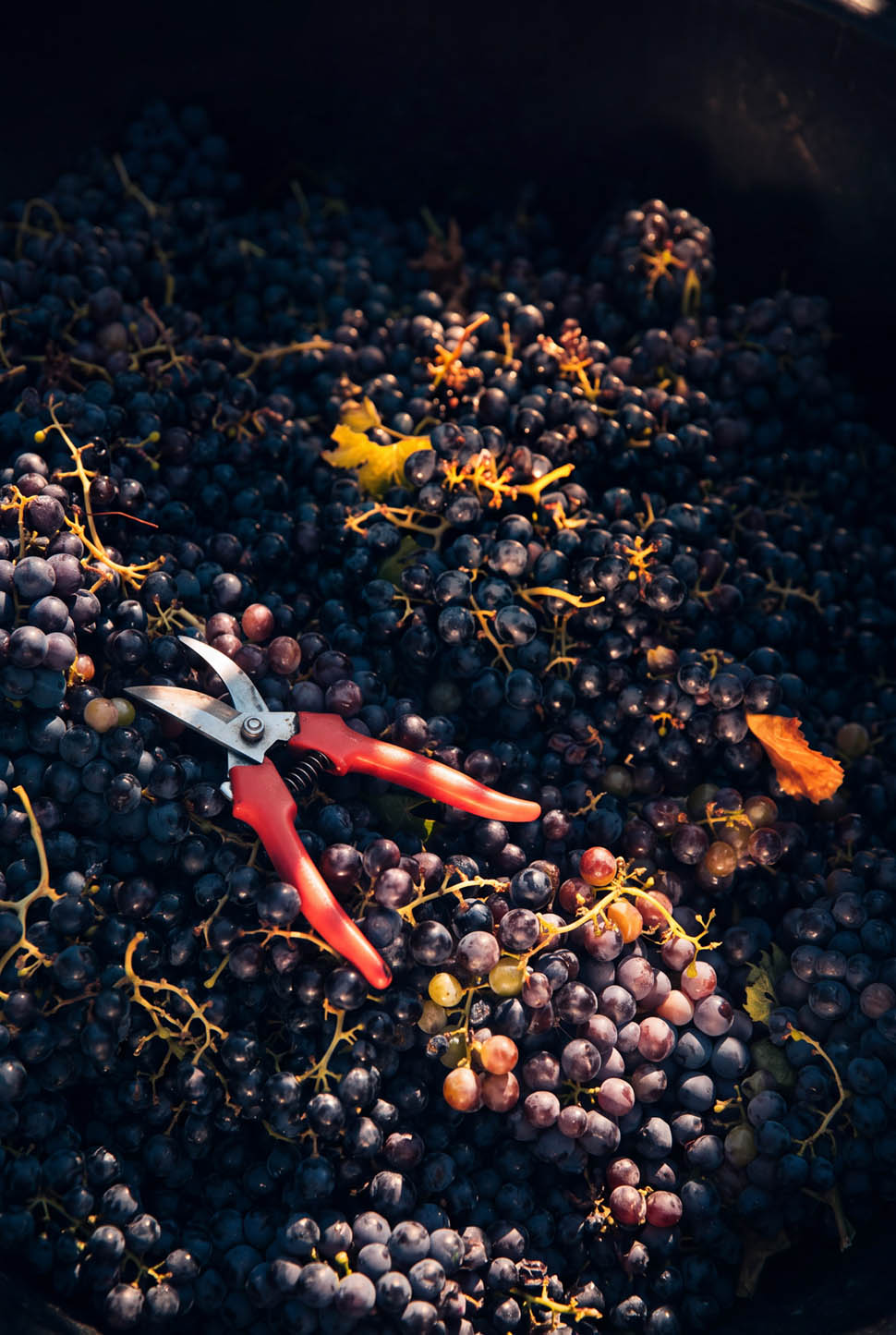 vendemmia 2 2026 10 26 21 48 12