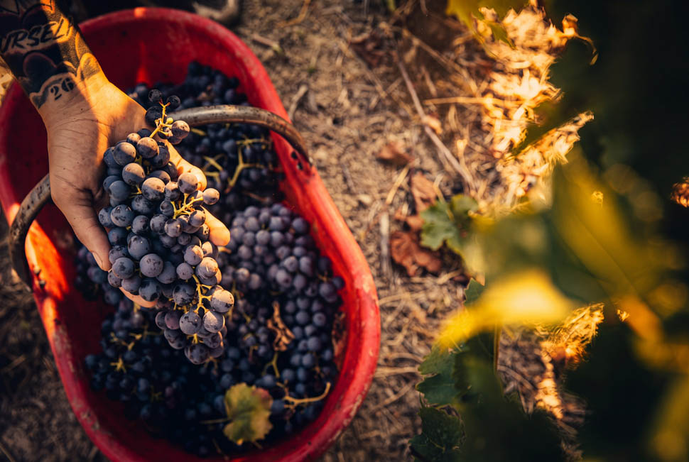 vendemmia