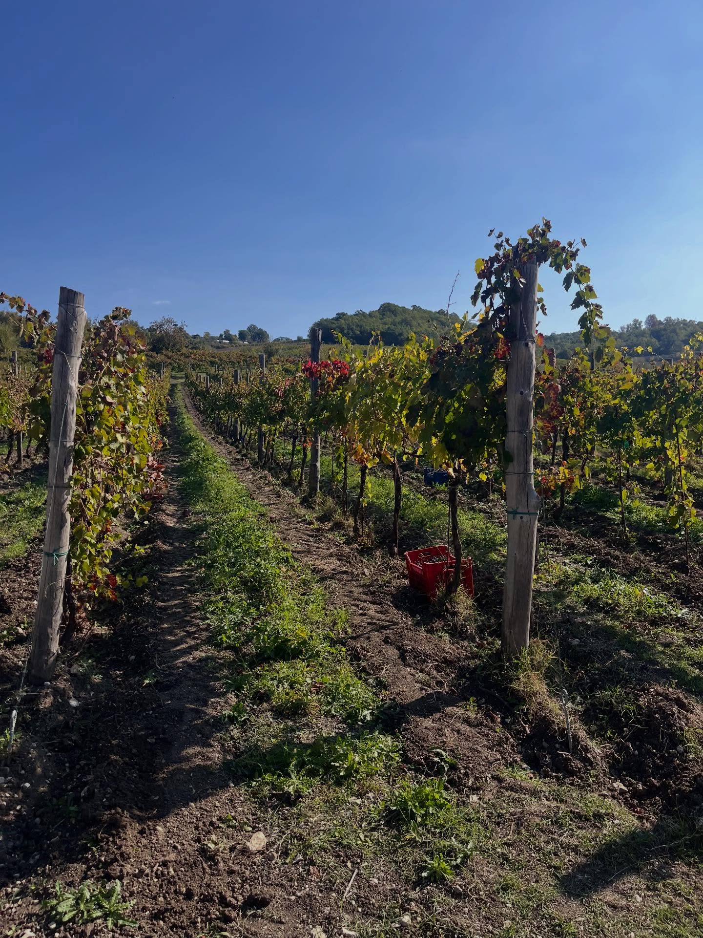 vigne Perillo