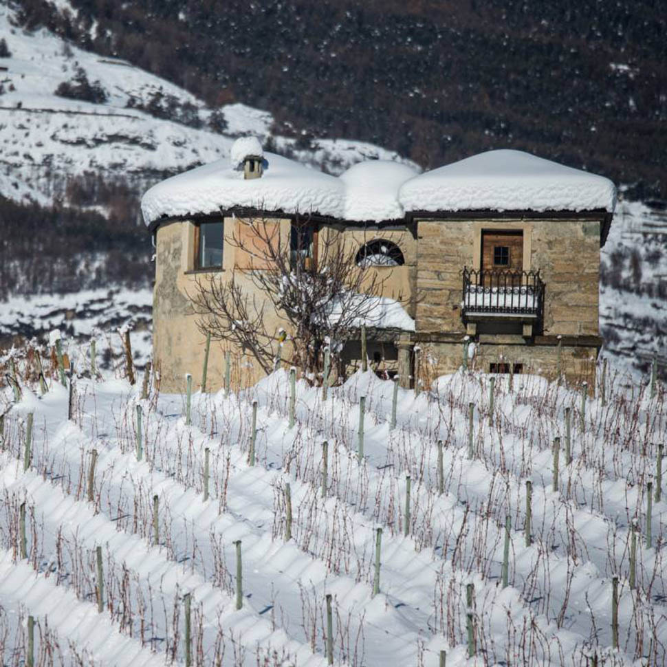 vigne con la neve itq