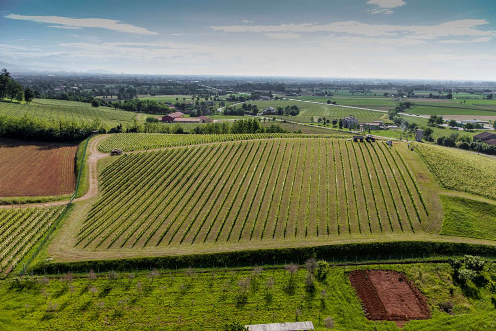 vigneti Maculan 1 2026 04 14 00 44 56