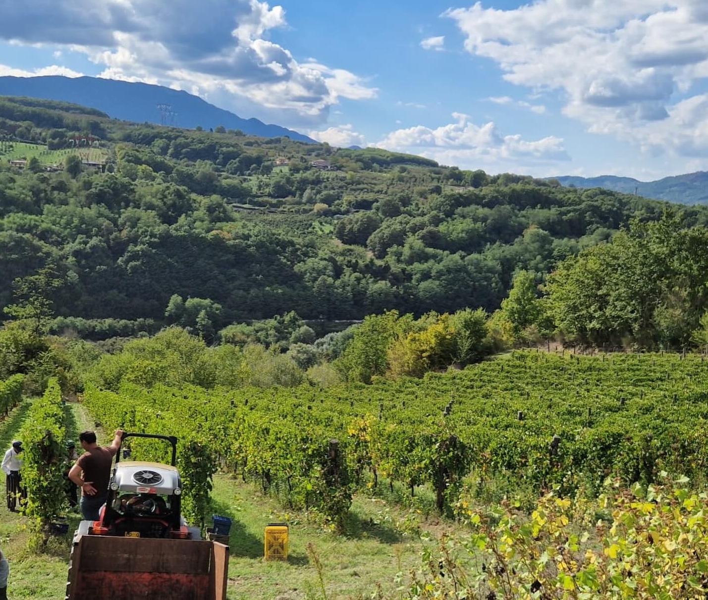 vigneti Perillo