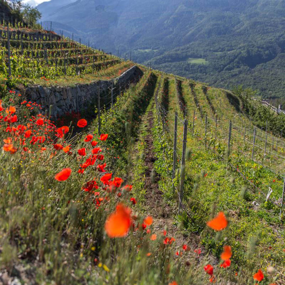 vigneti della valle d aosta 1 itq