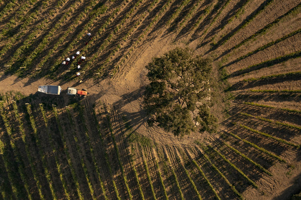 vigneto Ventaglio MOGGI 34 DJI 0889 1