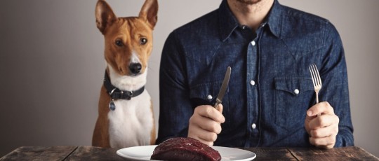 copertina cane ristorante 2025 04 03 01 44 13