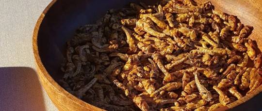 insectum 5