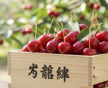 copertina sato nikishi